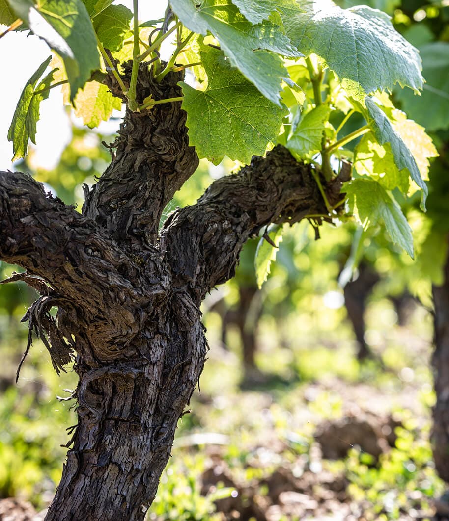 Vignes du domaine Bretaudeau