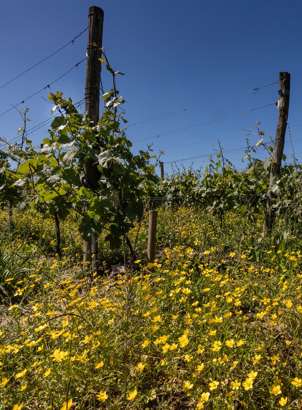 Vignes du domaine Bretaudeau