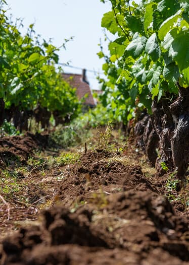 Vignes du domaine Bretaudeau