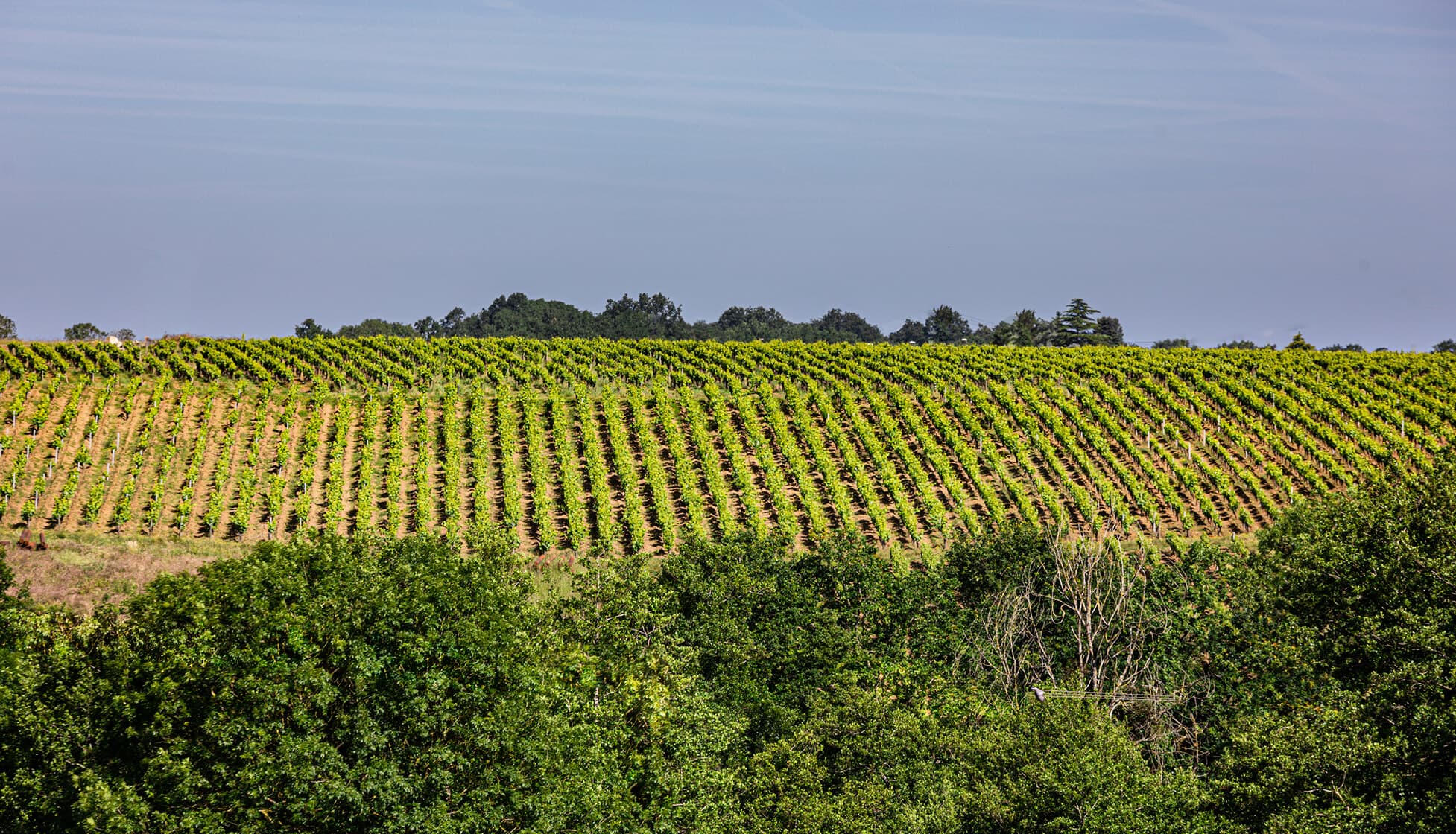 Vignes du domaine Bretaudeau