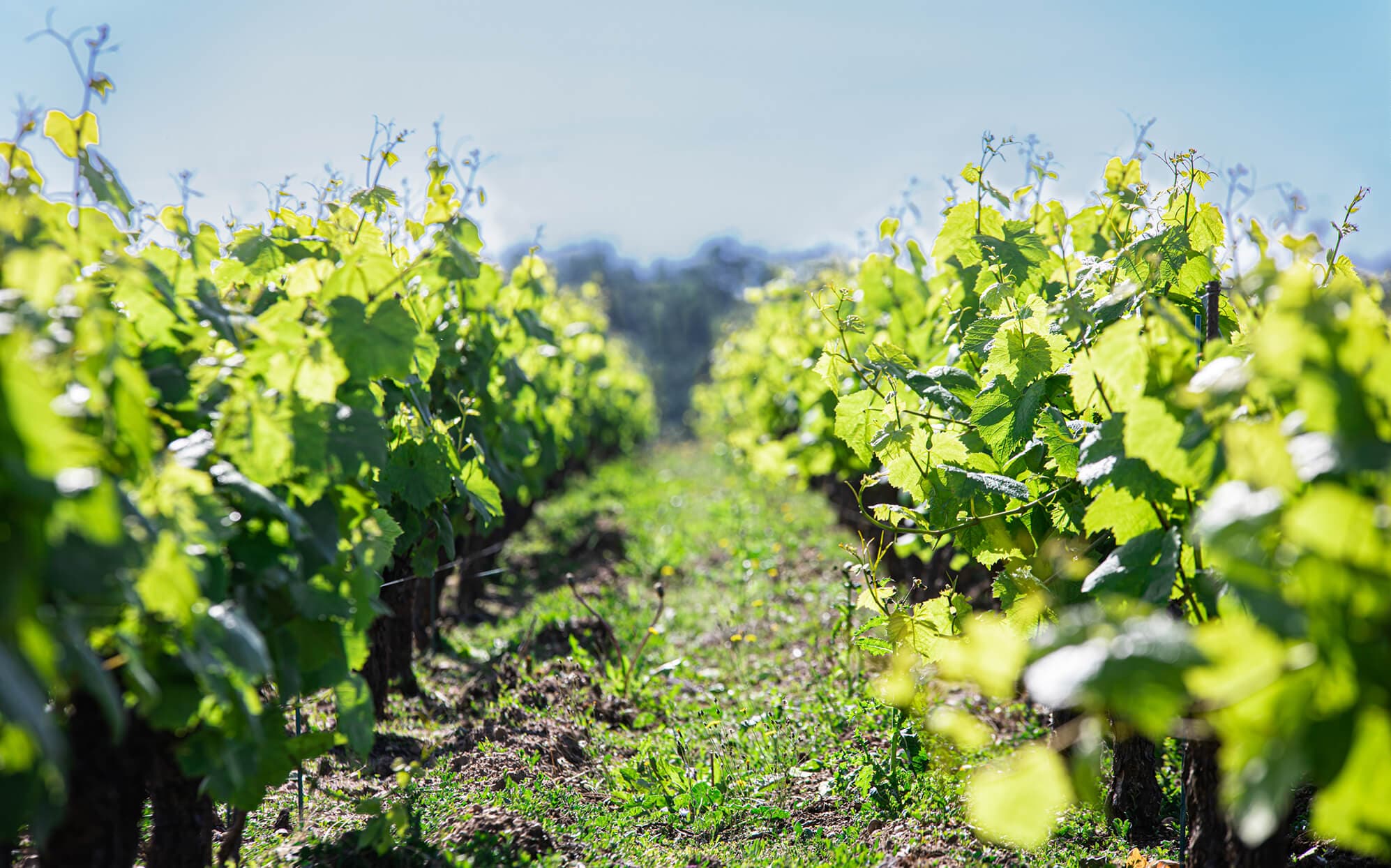 Vignes du domaine Bretaudeau