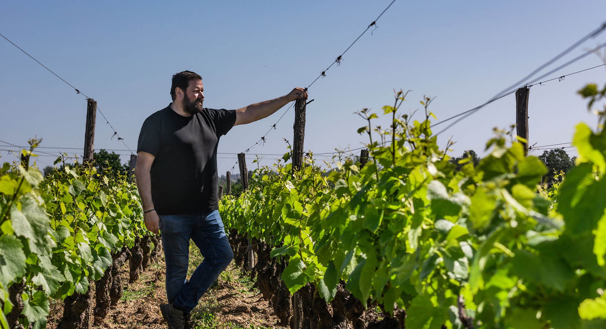 Jérôme Bretaudeau au milieu des vignes
