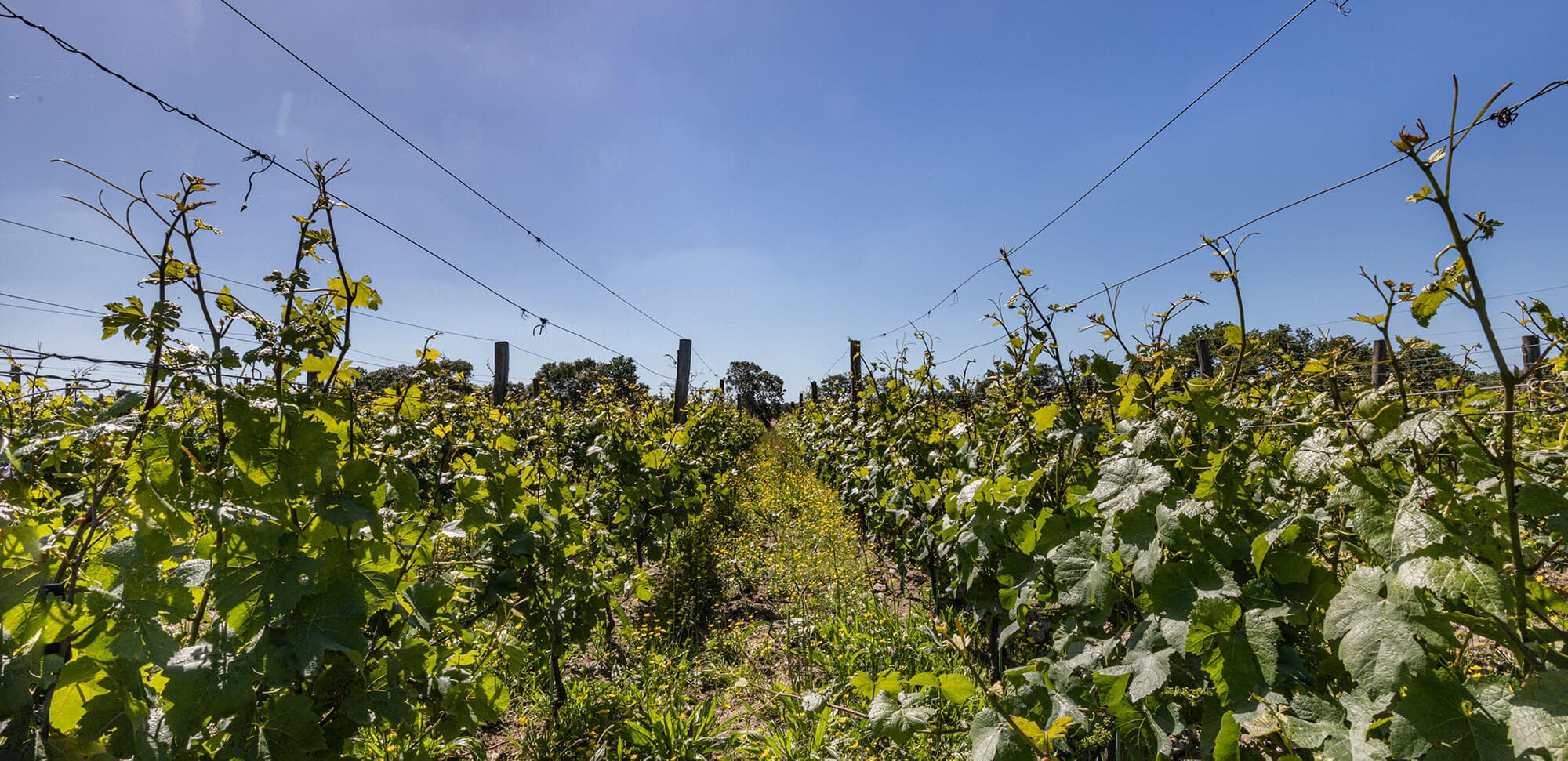 Vignes du Domaine Bretaudeau