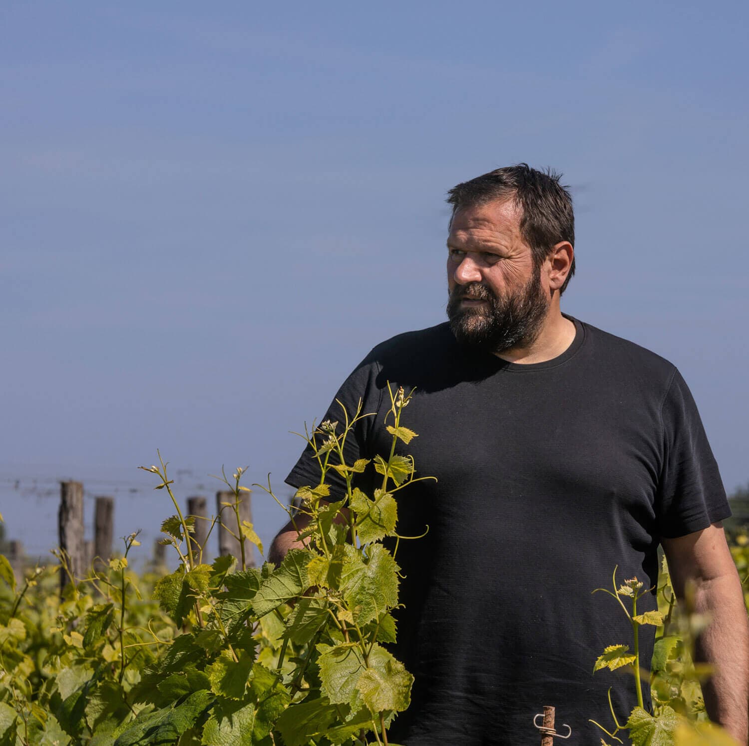 Jérôme Bretaudeau au milieu des vignes
