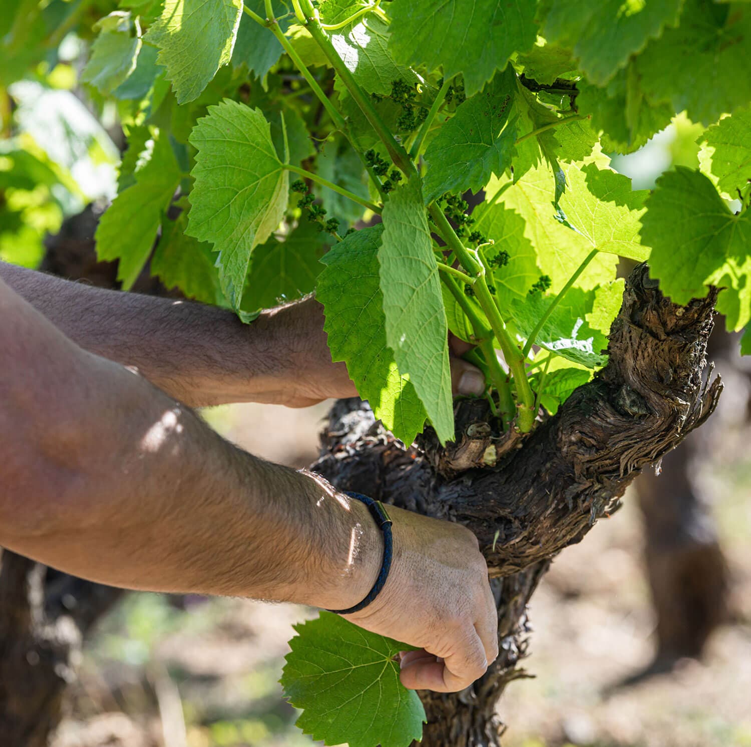 Taille de la vigne au Domaine Bretaudeau