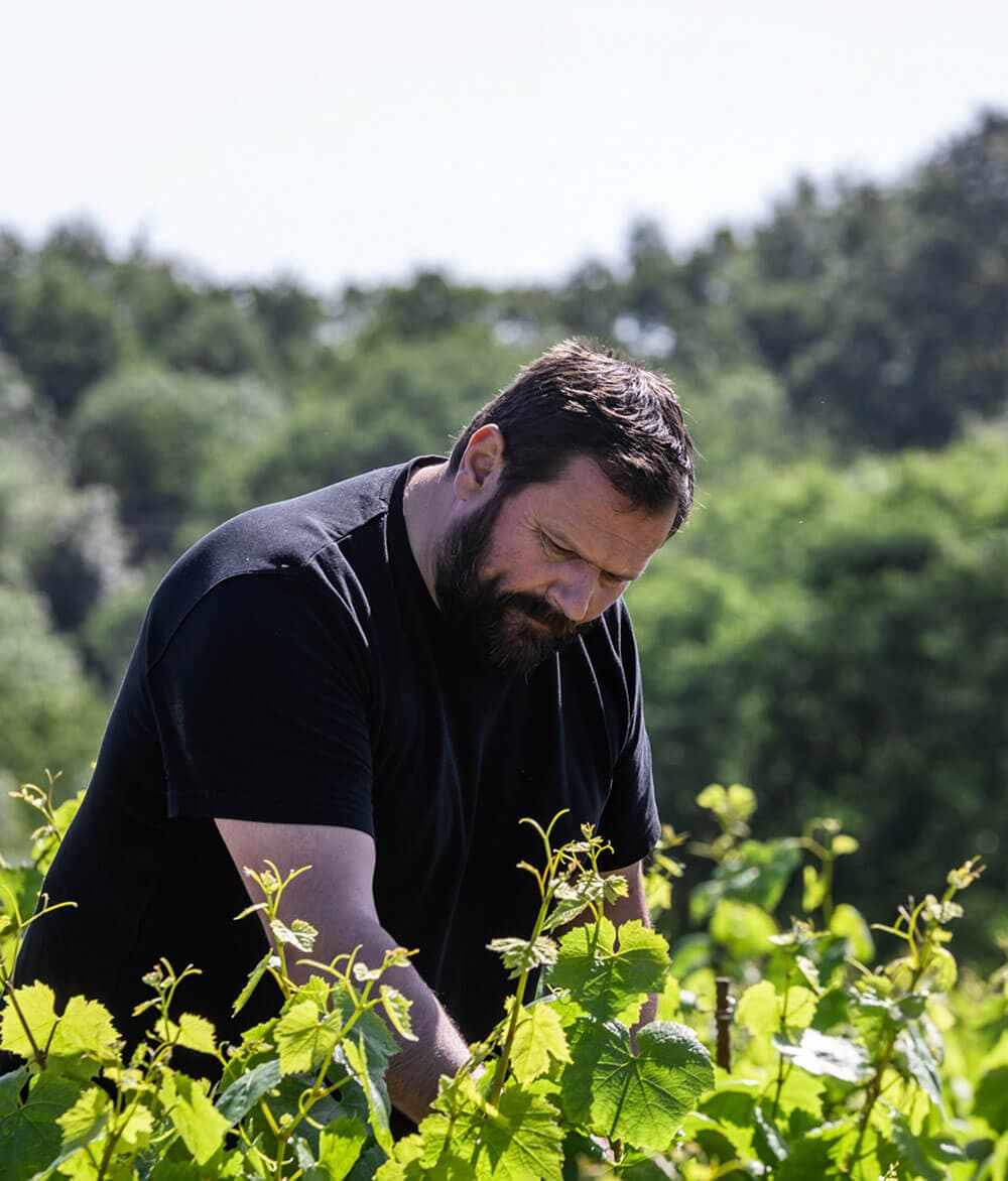 Travail de la vigne par Jérôme Bretaudeau