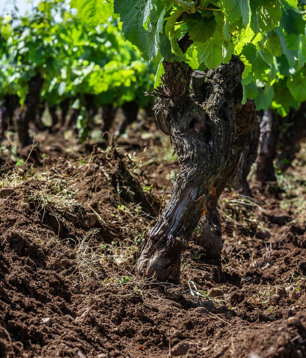 Pied de vigne du domaine Bretaudeau