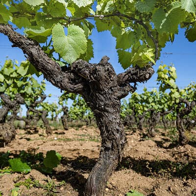 Pied de vigne du domaine Bretaudeau