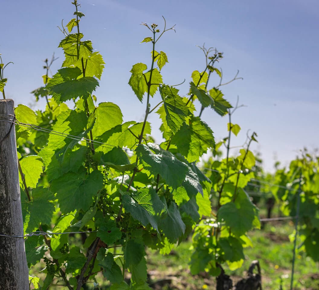 Vignes du domaine Bretaudeau