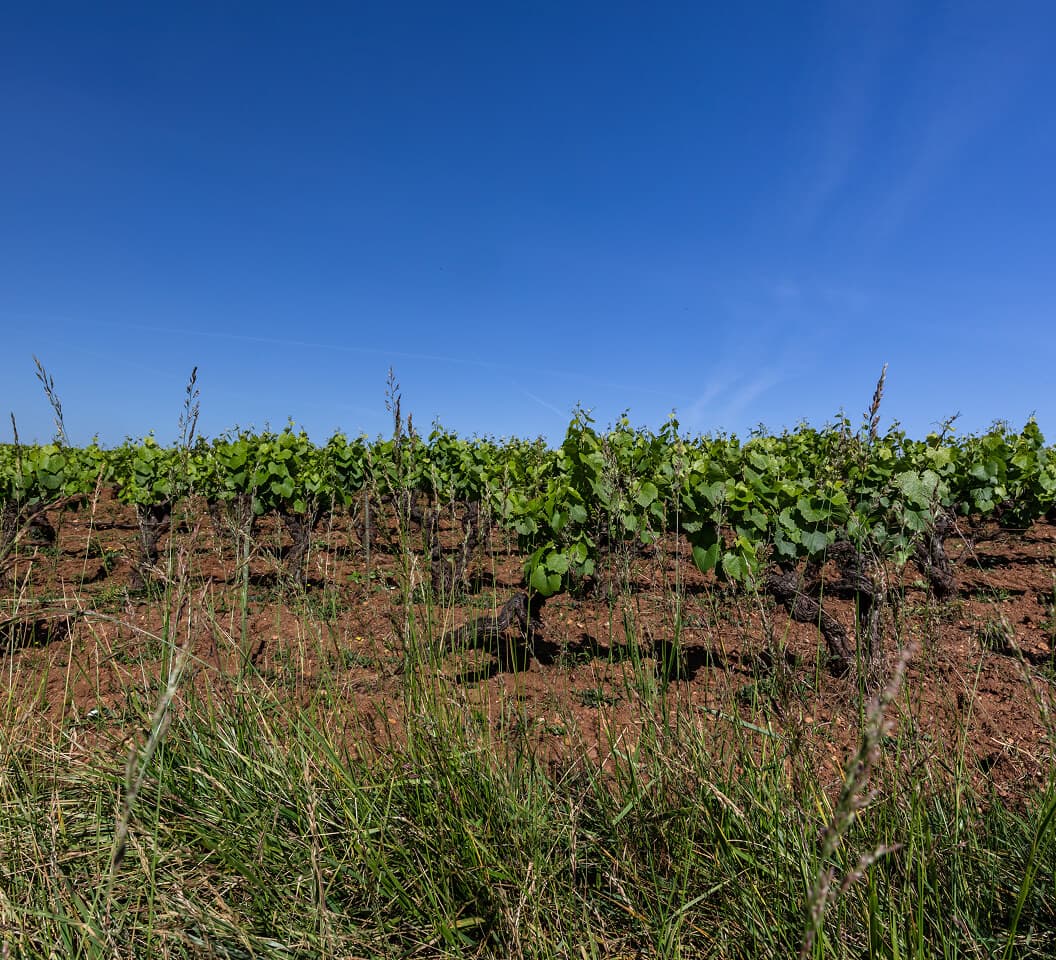 Vignes du domaine Bretaudeau