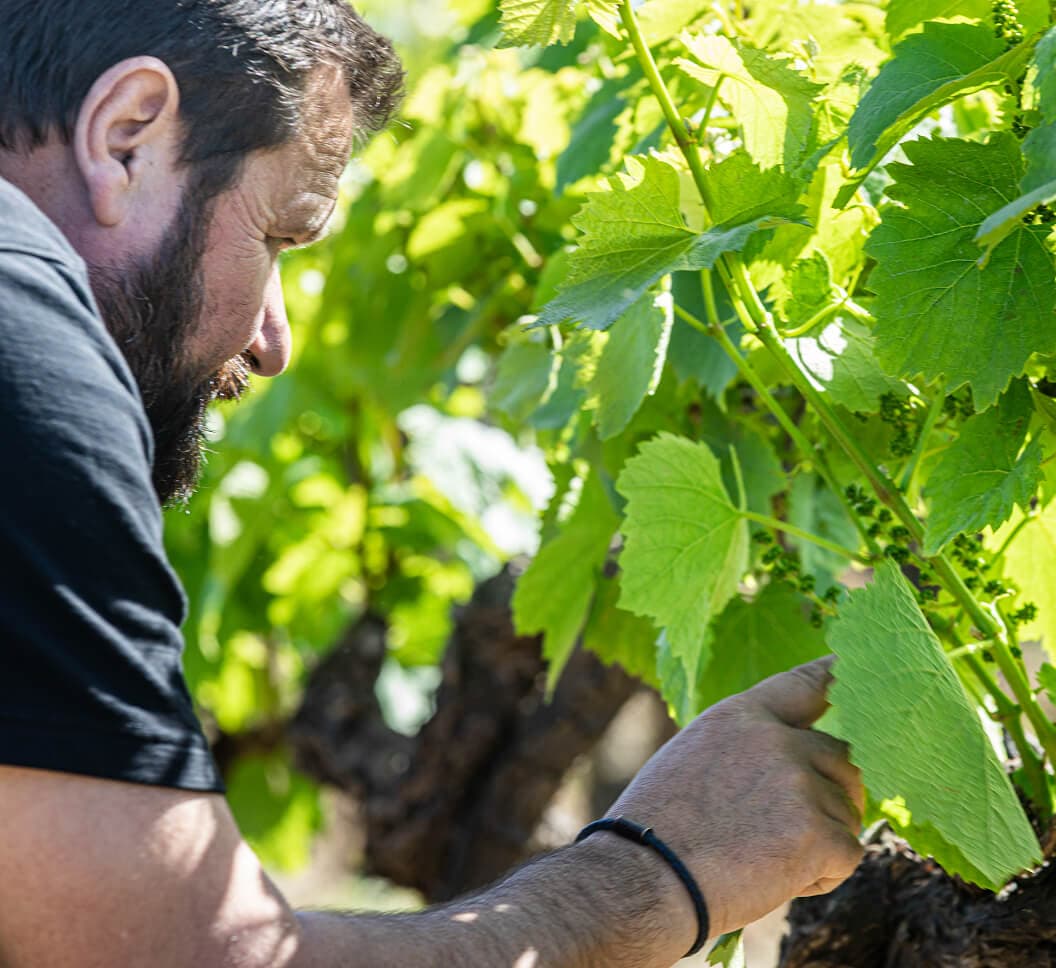 Travail de la vigne avec Jérôme Bretaudeau